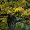 WAvandenBerg (3)